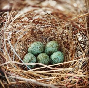 fertile crow eggs for sale