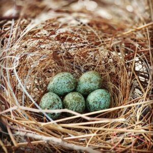 fertile crow eggs for sale
